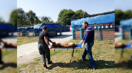 Karasu Belediyesi, Sokak HayvanlarnaYnelik Veterinerlik Hizmetlerine Devam Ediyor