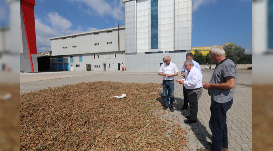 Vali Nayir Sarlar Fndk Fabrikasnda ncelemelerde Bulundu