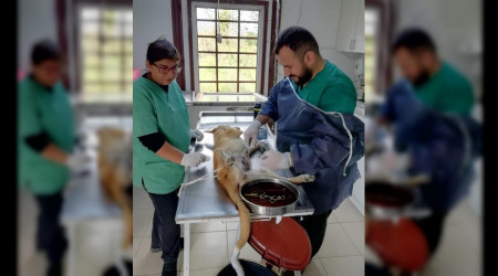 Karasu Belediyesinden Sokak Hayvanlar�na Yard�m Devam Ediyor