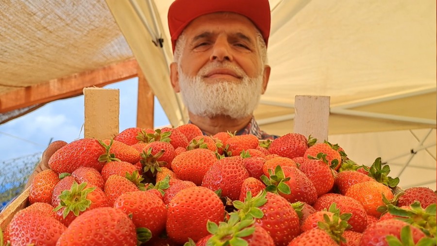 Sakaryada ilek Festivali dzenlendi