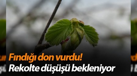 Fndkta rekolte d bekleniyor