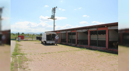 Barnakta 545 hayvana yardm eli uzatld