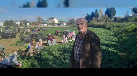 Kilosu tarlada 5, pazarda 35 TL! K aylarnn vazgeilmezi...