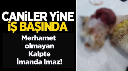 Caniler yine i� ba��nda!